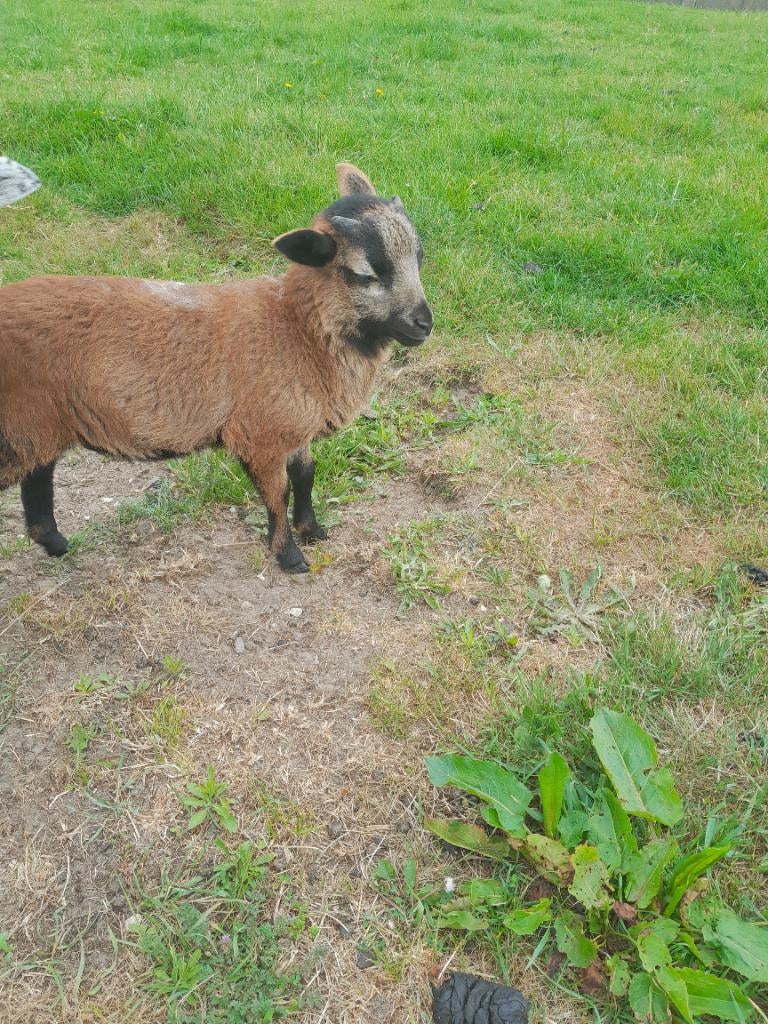 Kameroenschaap, Mâle, Mouton, 0 à 2 ans