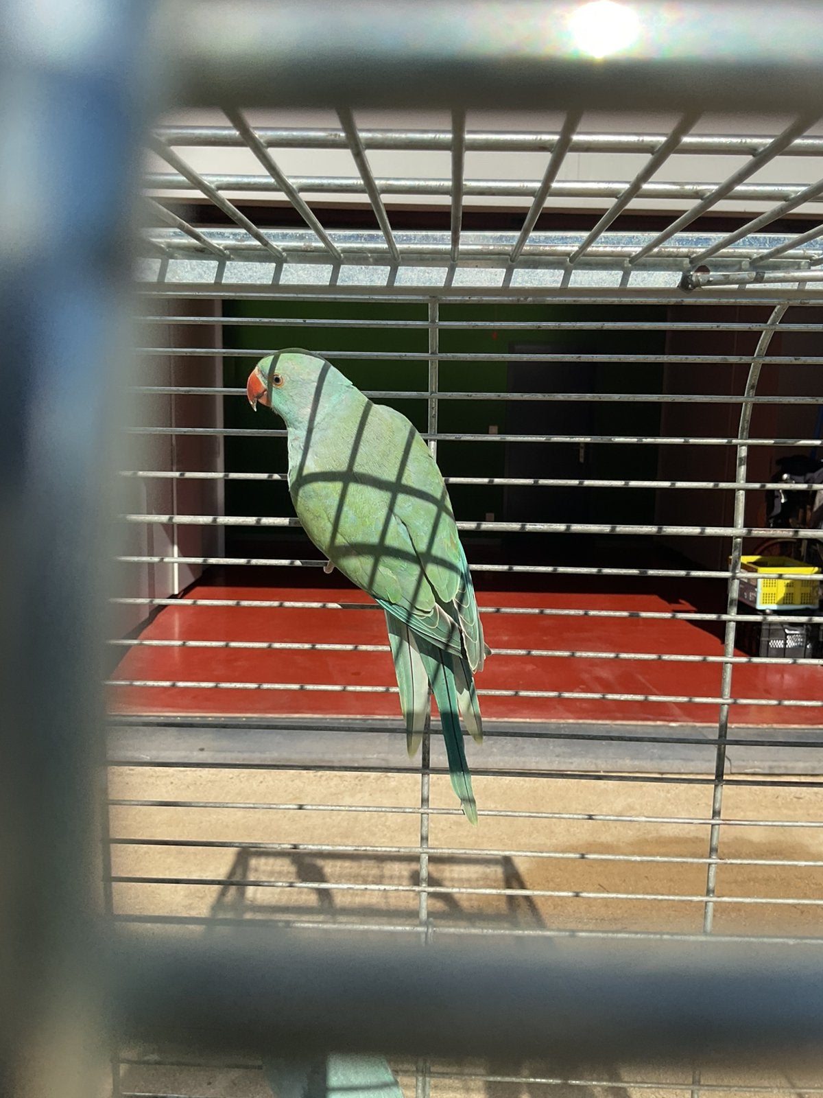 Halsband parkiet, Dieren en Toebehoren, Mannelijk, Parkiet, Geringd