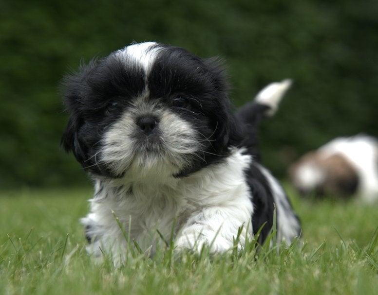 Shih-Tzu, Autres races, Plusieurs, Hépatite contagieuse (maladie de Rubarth), Belgique