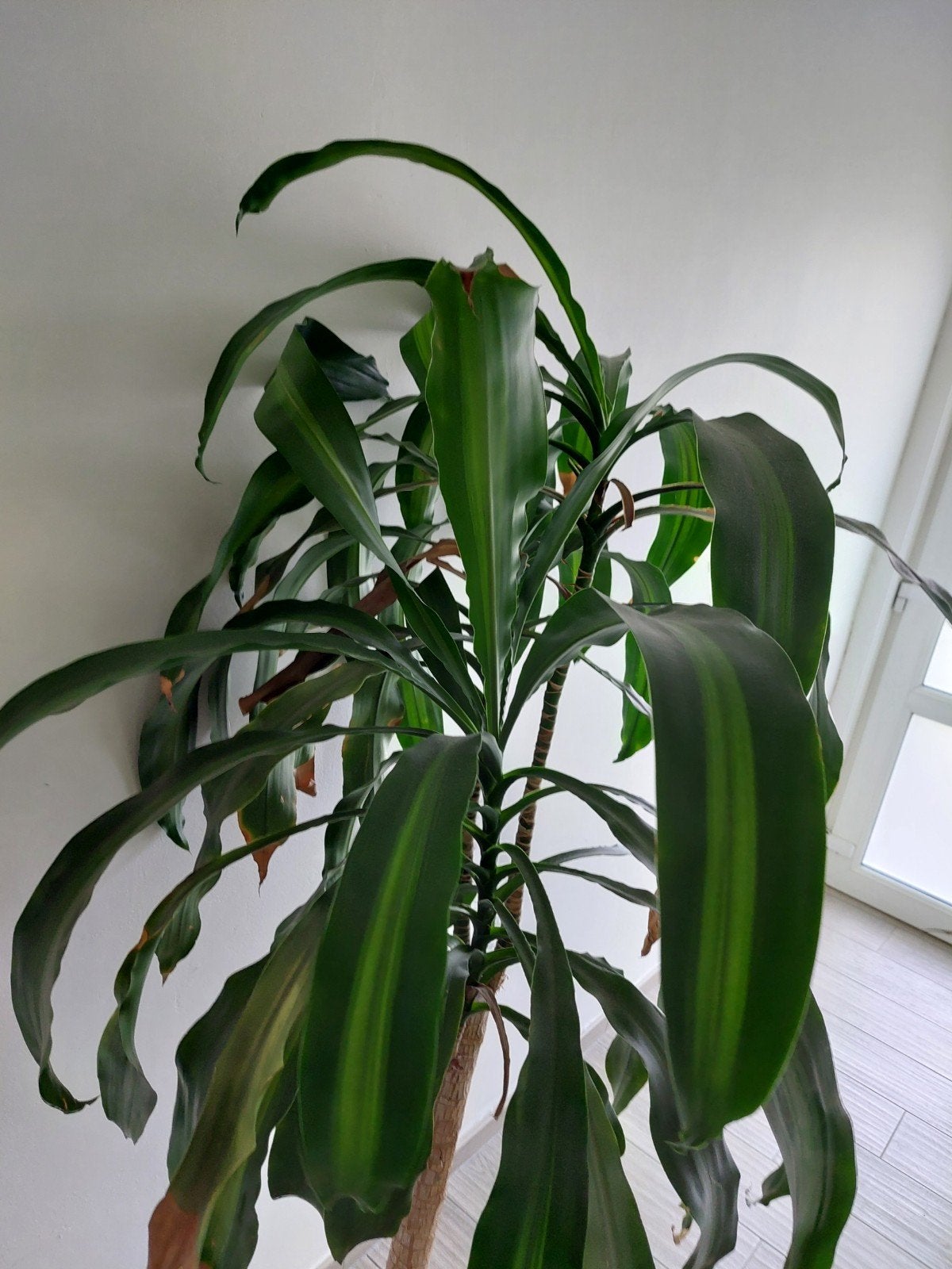 Frangans Dracaena, Enlèvement