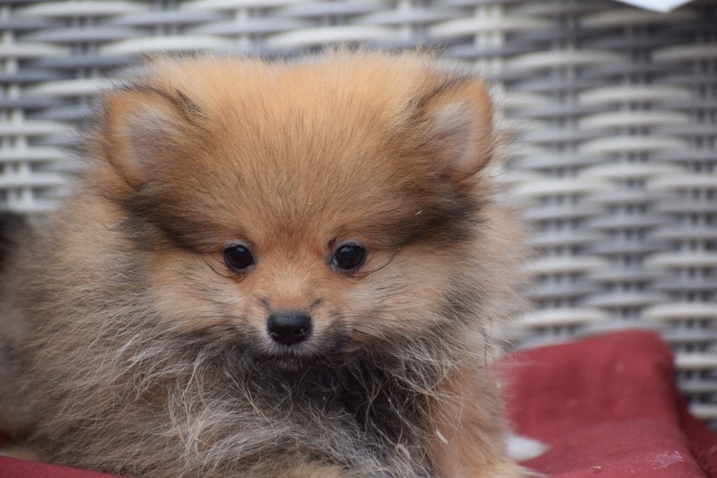 Dwergkees pup, keeshond, Spitz, Pomeriaan, België, Keeshond, 8 tot 15 weken, Meerdere