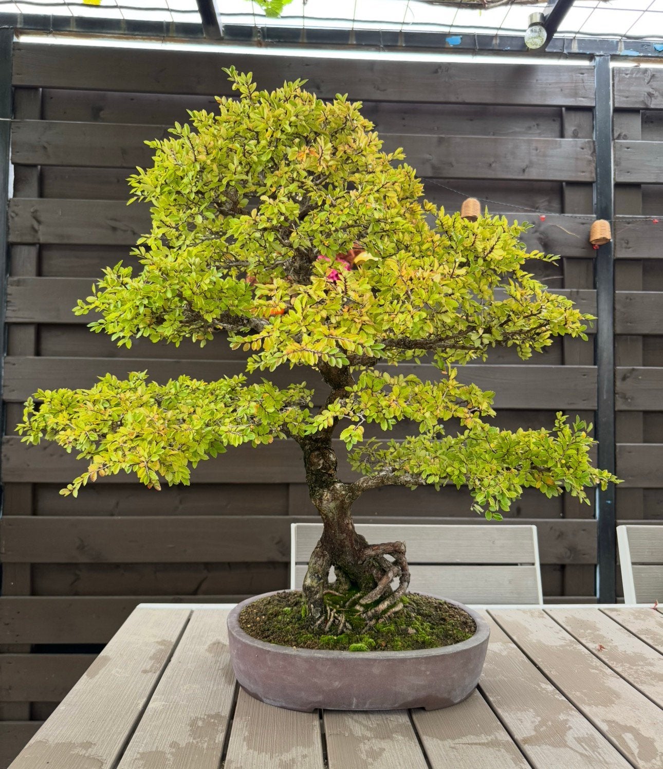 Bonsaï Ulmus Parvifolia - 52 ans, En pot, Moins de 100 cm, Plein soleil, Autres espèces