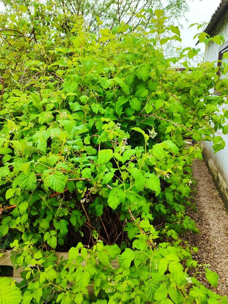 Frambozen plantjes, Plein soleil, Été, Enlèvement, Plantes fruitières
