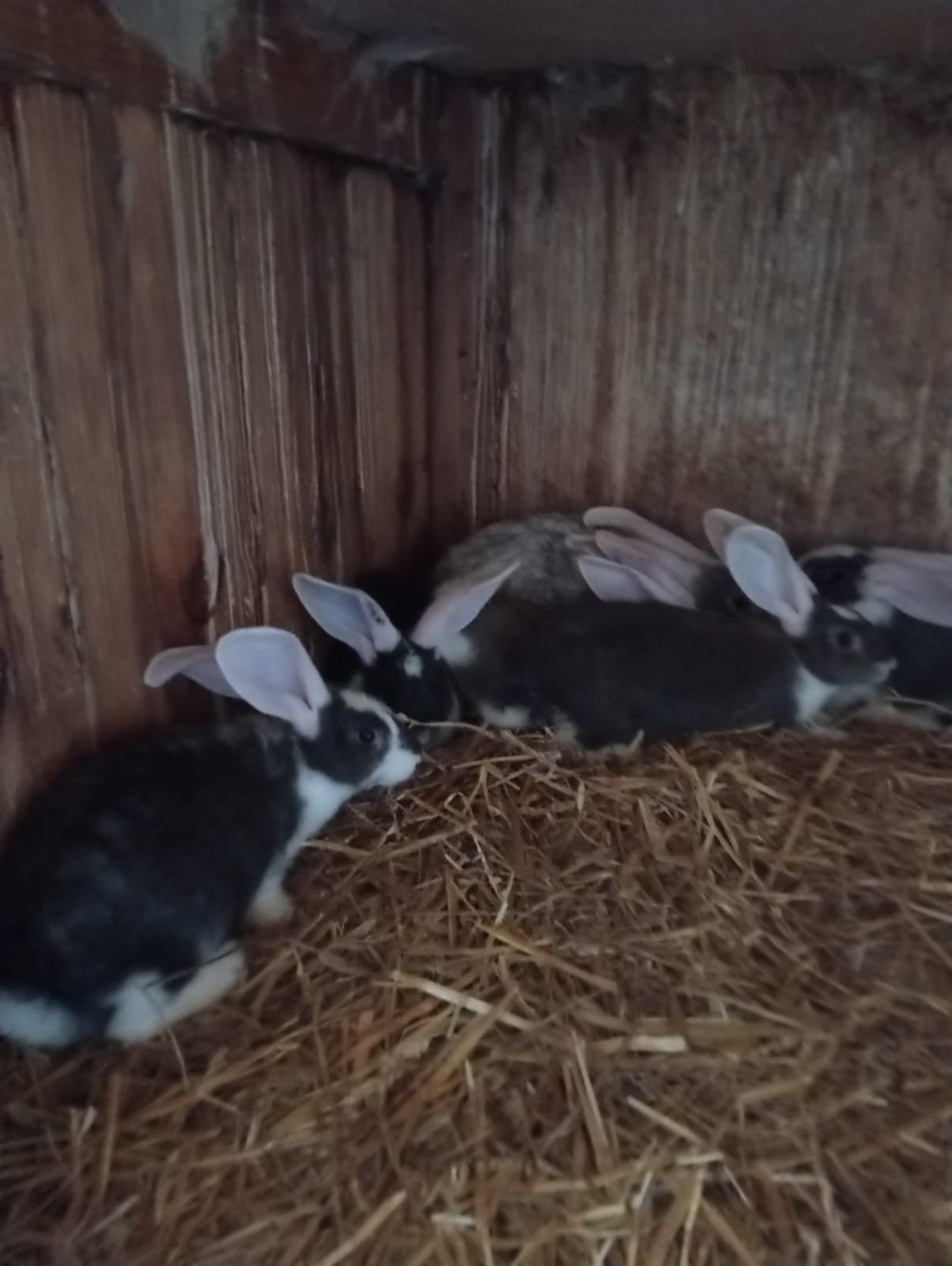 7 jonge Duitse reuzen