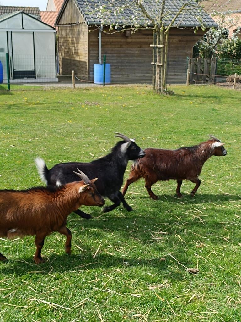 Dwerggeitjes te koop, Chèvre