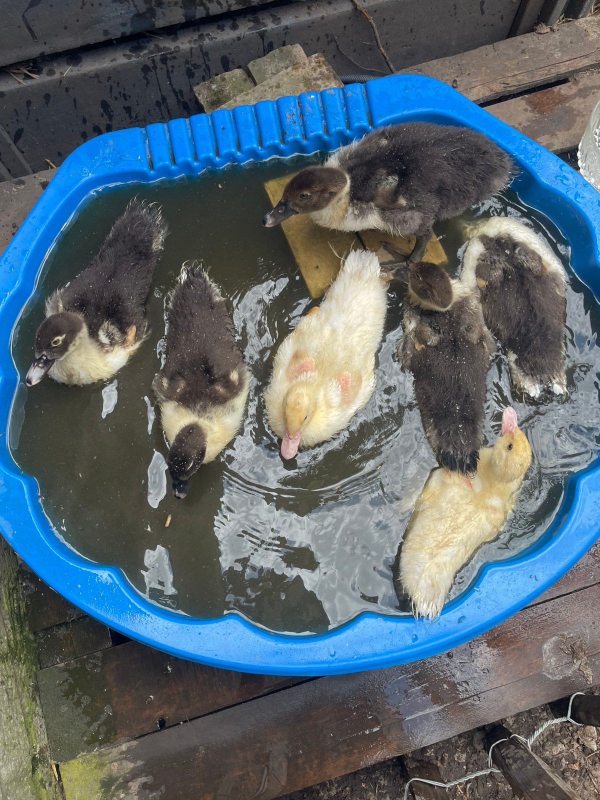 Barberiekuikens (knobbeleend) verkrijgbaar vanaf 2 augustus, Dieren en Toebehoren, Pluimvee, Eend, Meerdere dieren