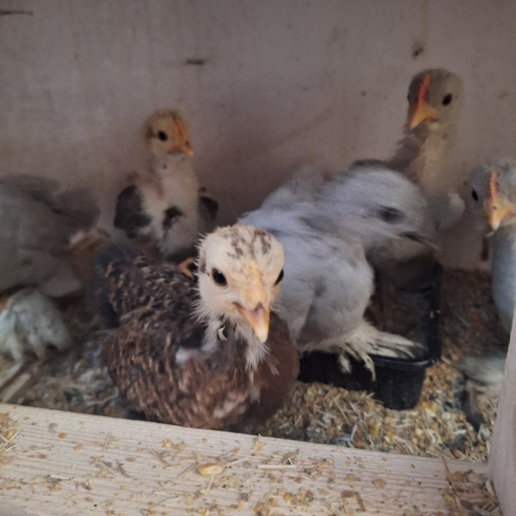 Serama en Cochin krielkuikens, Animaux & Accessoires, Poule ou poulet
