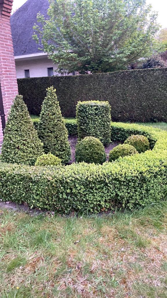 Buxus ( haagje en vormen), Enlèvement, Buis, Haie