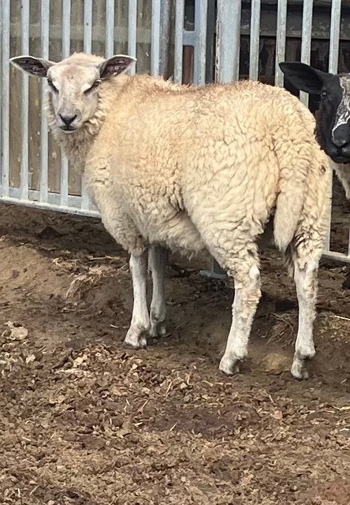 2 jonge ooien, Dieren en Toebehoren, Schapen, Geiten en Varkens