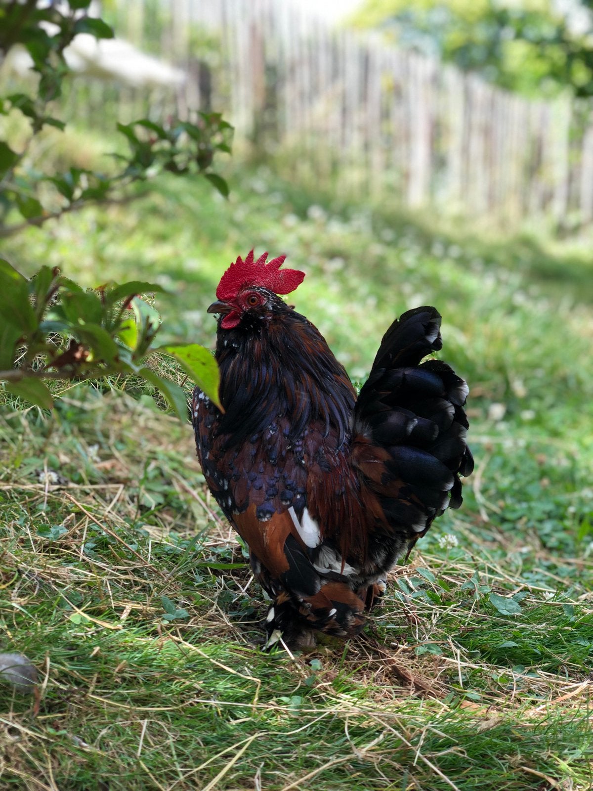 2 Coqs Barbu d’Uccle mille fleurs à vendre, Animaux & Accessoires, Volatiles, Mâle, Poule ou poulet
