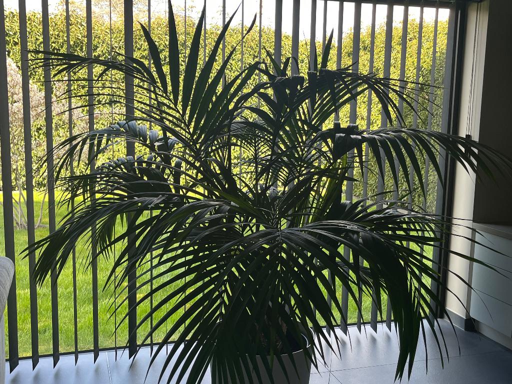 Kentia palm, Ophalen