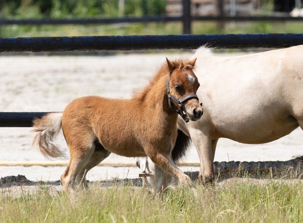Amerikaans miniatuur paardje, Dieren en Toebehoren, Met stamboom, 0 tot 2 jaar, Hengst, Onbeleerd