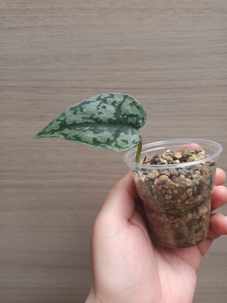 Scindapsus 'silver lady', Maison & Meubles, Plantes d'intérieur, Enlèvement ou Envoi