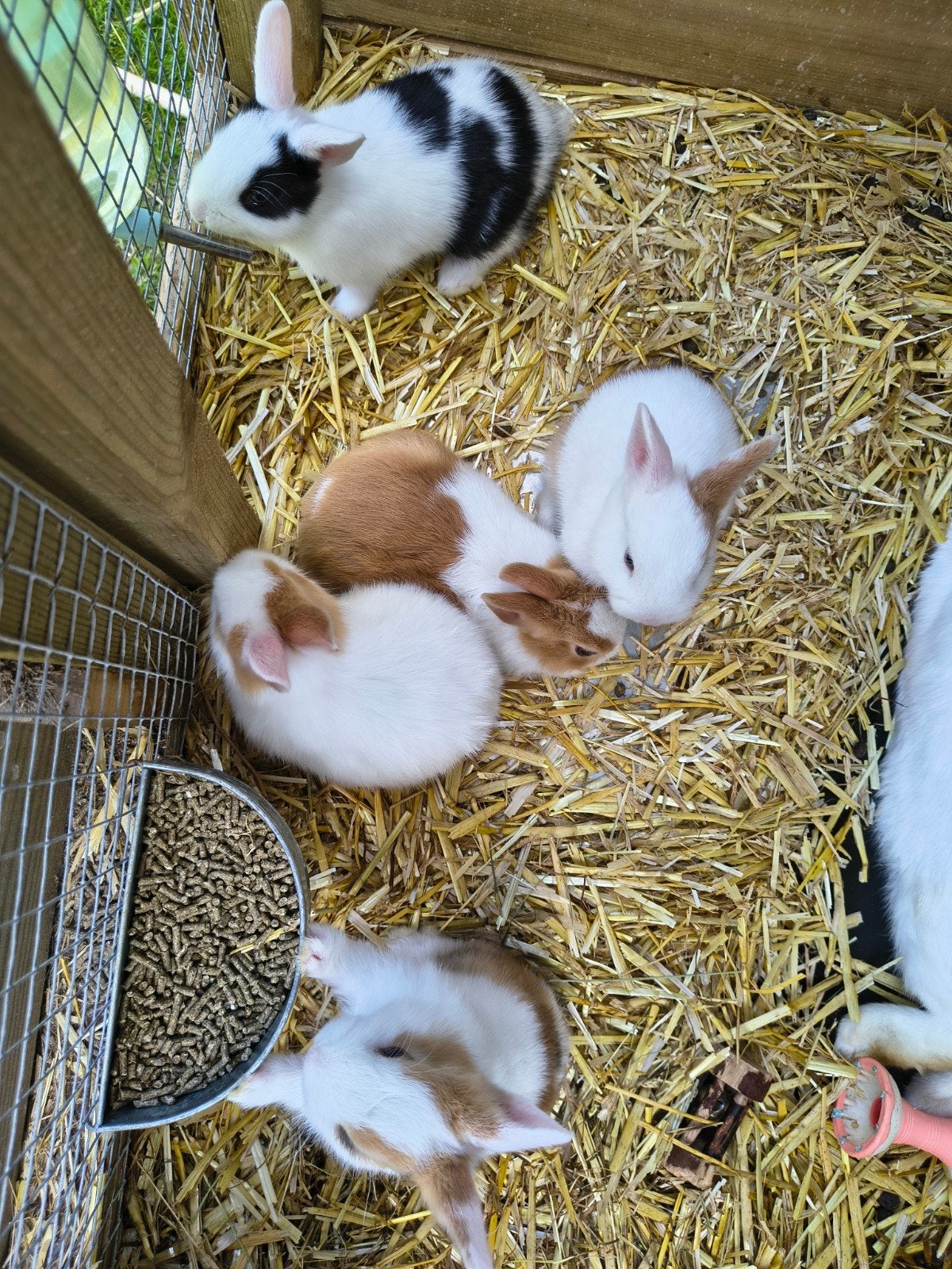 Mooie schattige Dwergkonijntjes, Dieren en Toebehoren, Konijnen