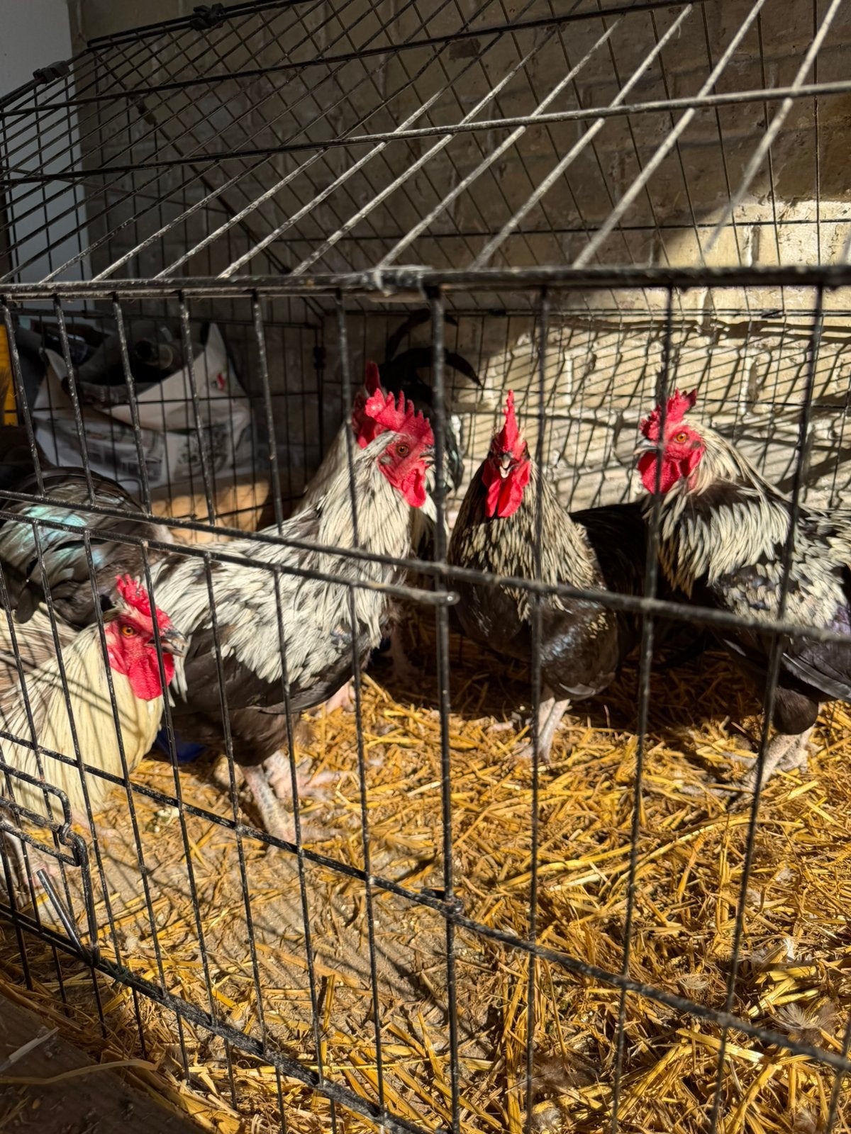 Coq de 1,5 an, Animaux & Accessoires