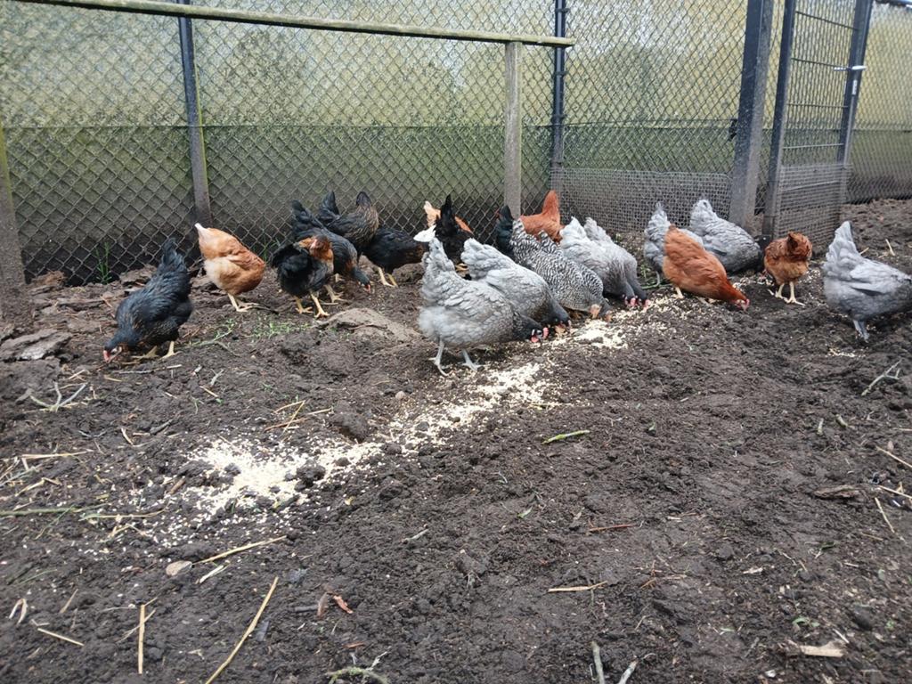 Legkippen diverse kleuren, Dieren en Toebehoren