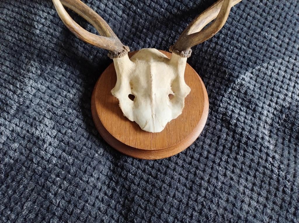 Rendierhoofdskelet, Ophalen