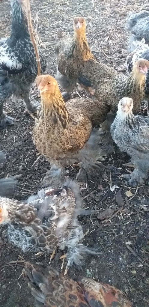 barhma, Plusieurs animaux, Poule ou poulet