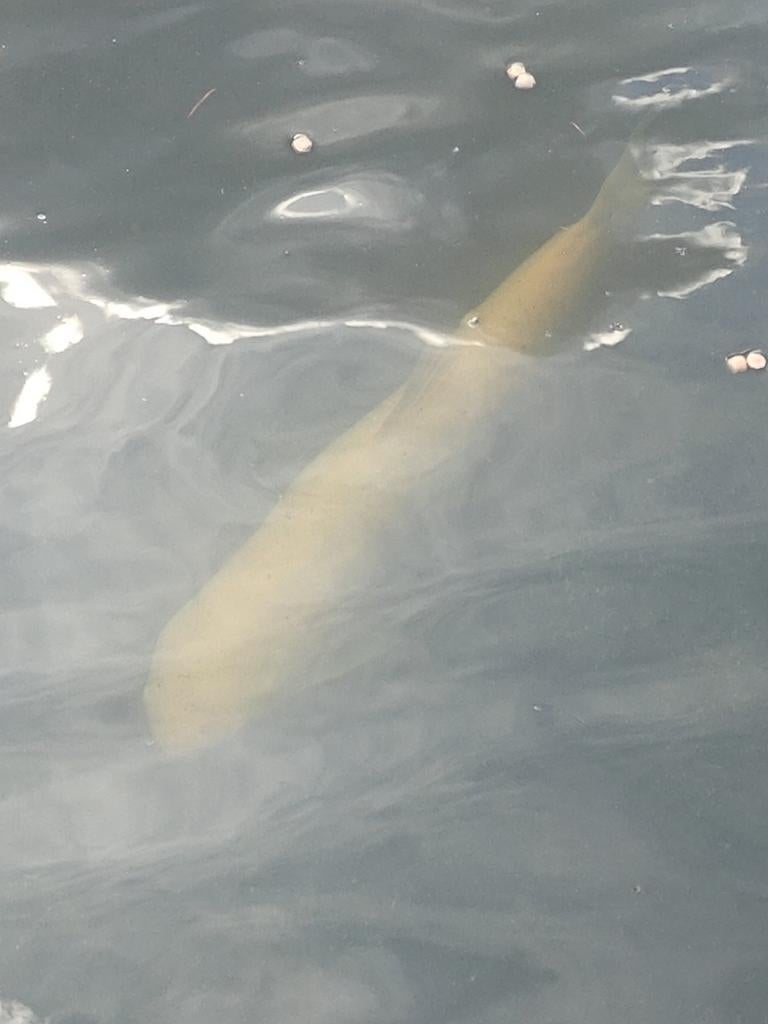 Albino graskarper, Dieren en Toebehoren