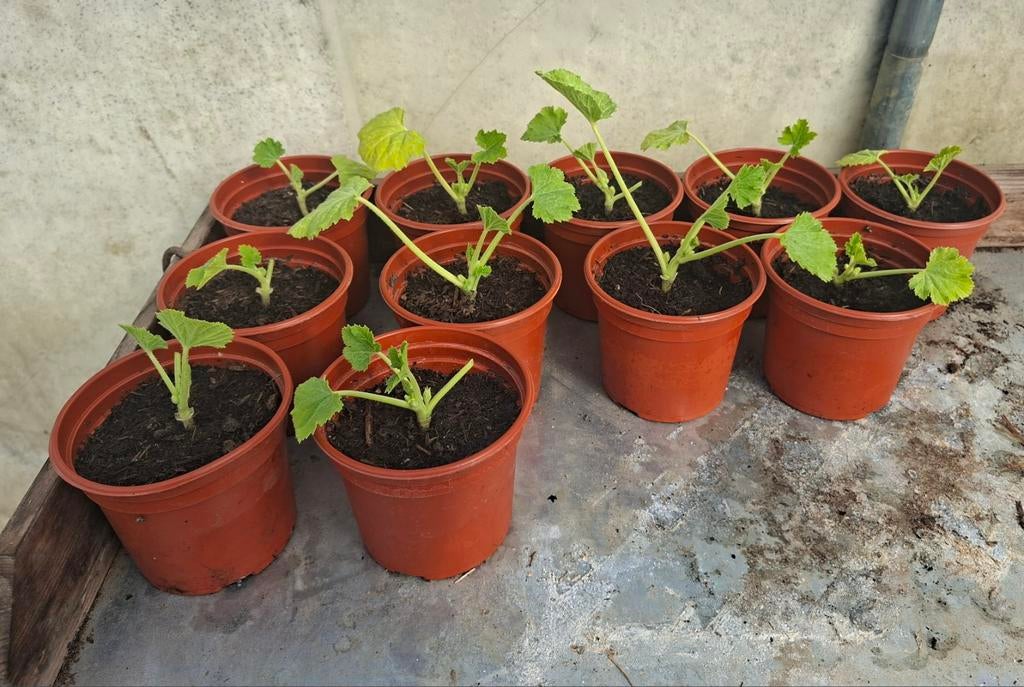 Courgette plantjes, Ophalen, Volle zon, Groenteplanten, Eenjarig