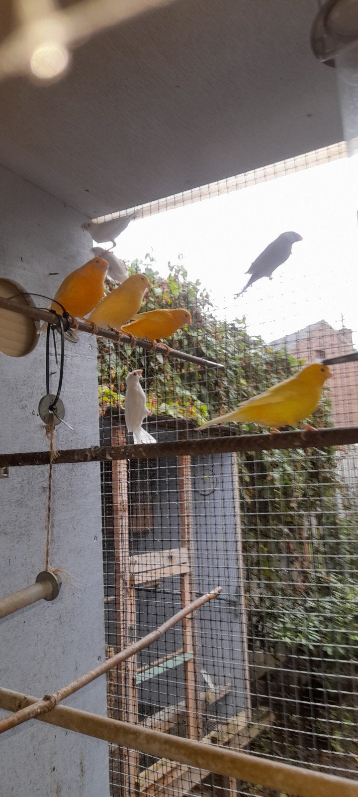 diamantduif en witte padda´s, Dieren en Toebehoren
