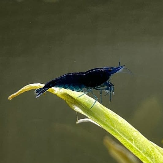 Garnalen (neocaridina) - Blauw, Kreeft, Krab of Garnaal, Zoetwatervis