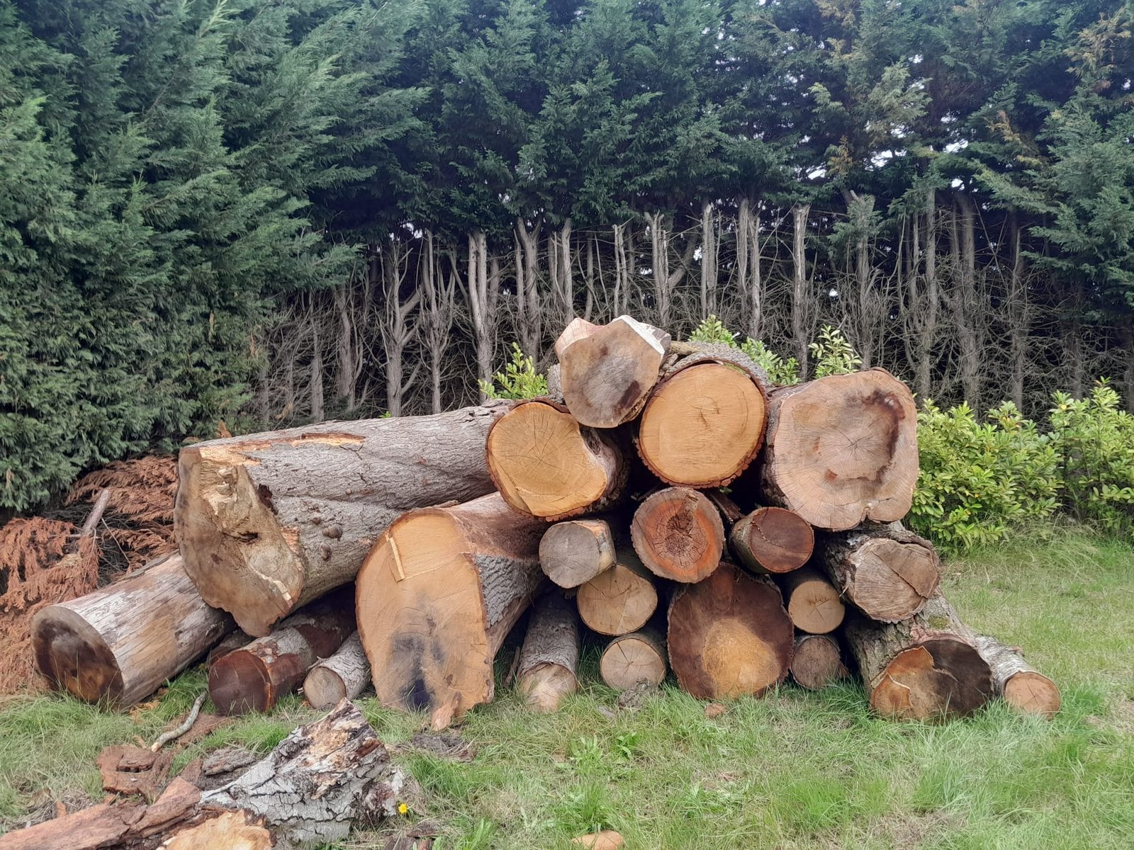 Eik en beuk op stam  gratis levering, Enlèvement ou Envoi, Troncs d'arbres