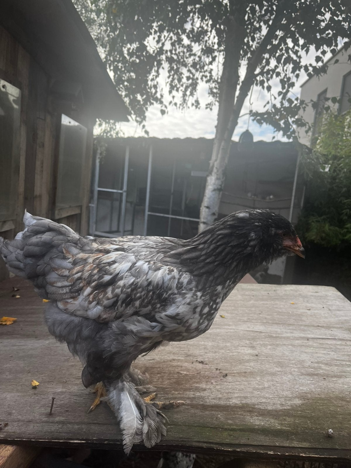 Mooie blauwe brahma, Dieren en Toebehoren