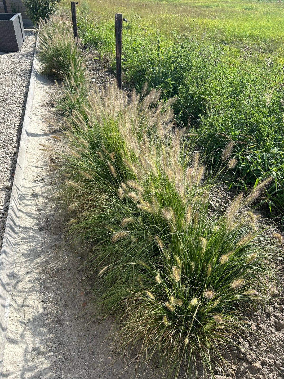 Siergrassen, Tuin en Terras, Ophalen, Siergrassen