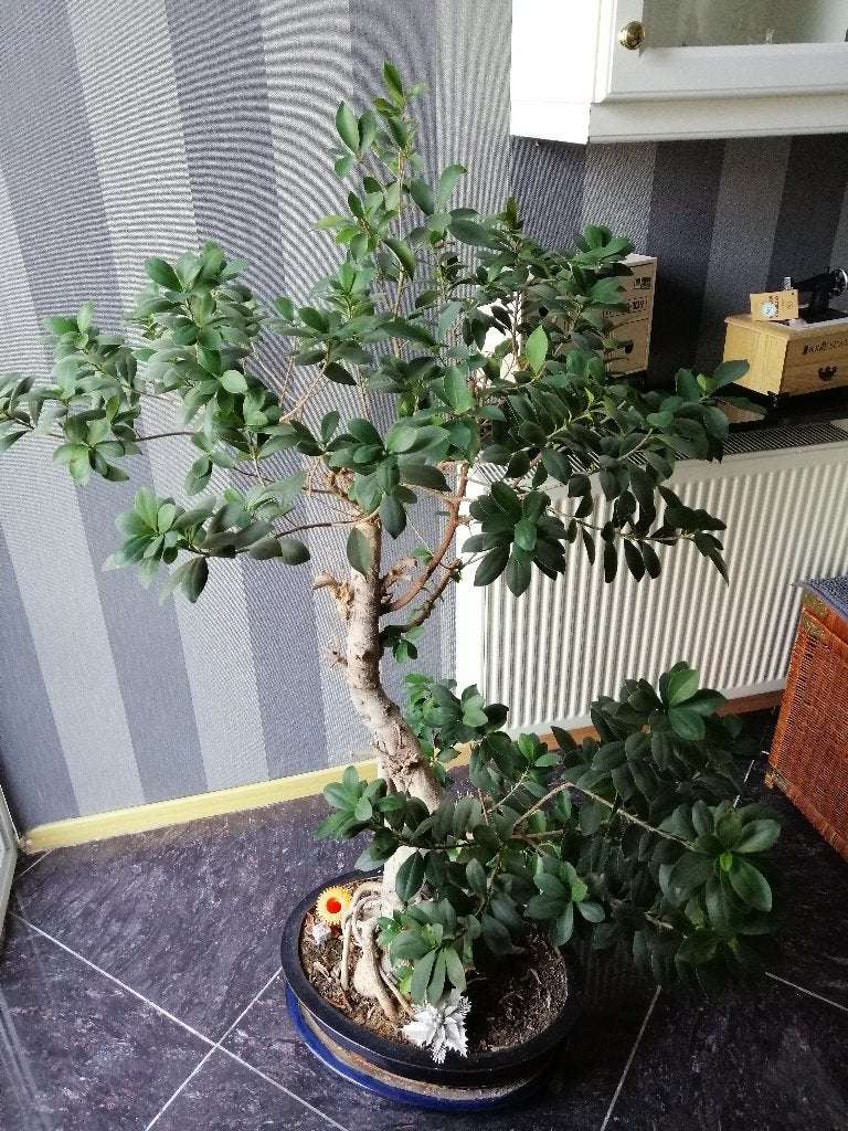 bonzai plant, Ophalen, 100 tot 150 cm, In pot, Bonsai