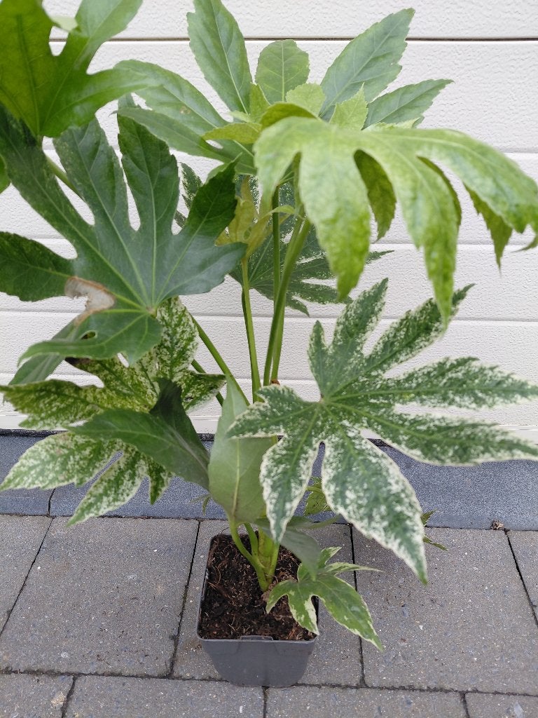 Fatsia Spider's Web, Ophalen, Halfschaduw