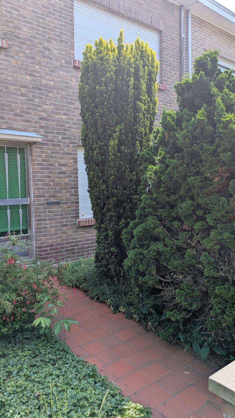 Boom - Venijnboom, Tuin en Terras, Ophalen