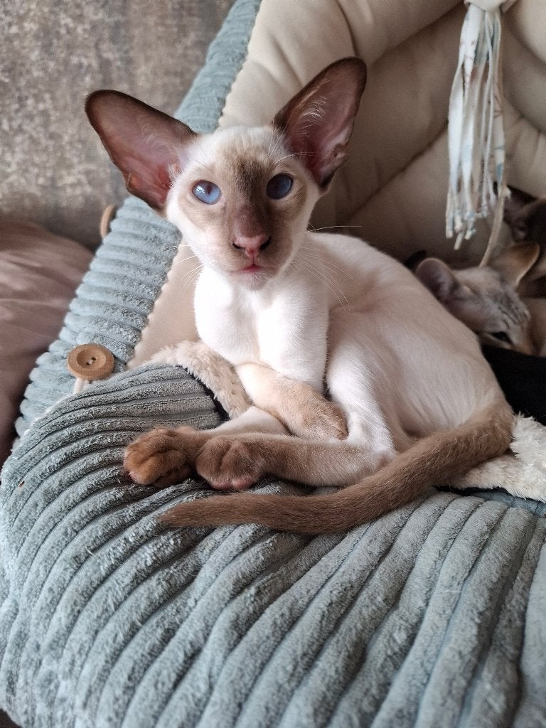 Te koop siameesjes met stamboom, Kater, Met stamboom, 0 tot 2 jaar
