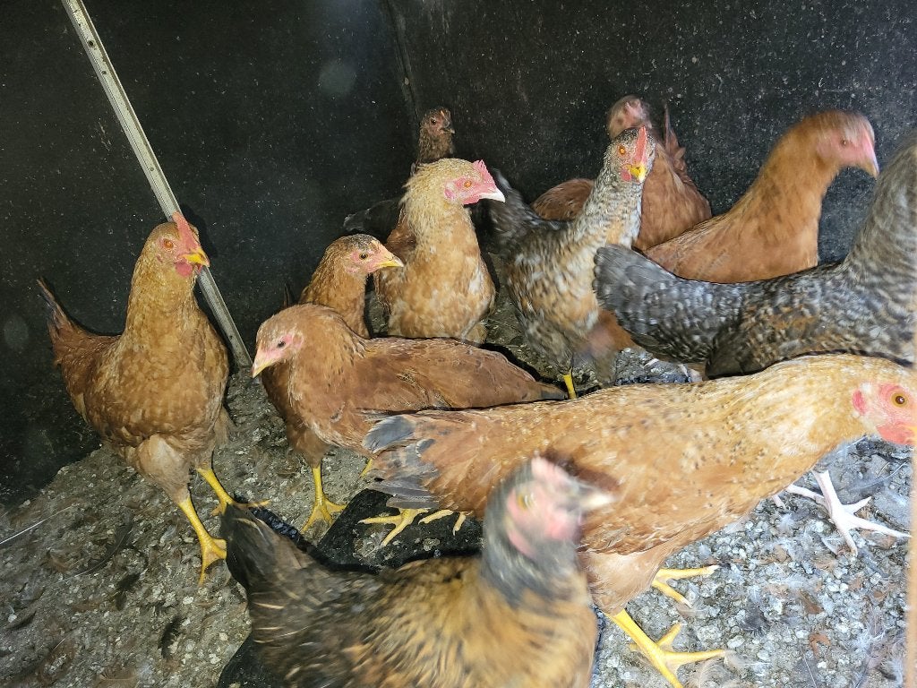kippen te koop, Plusieurs animaux, Poule ou poulet