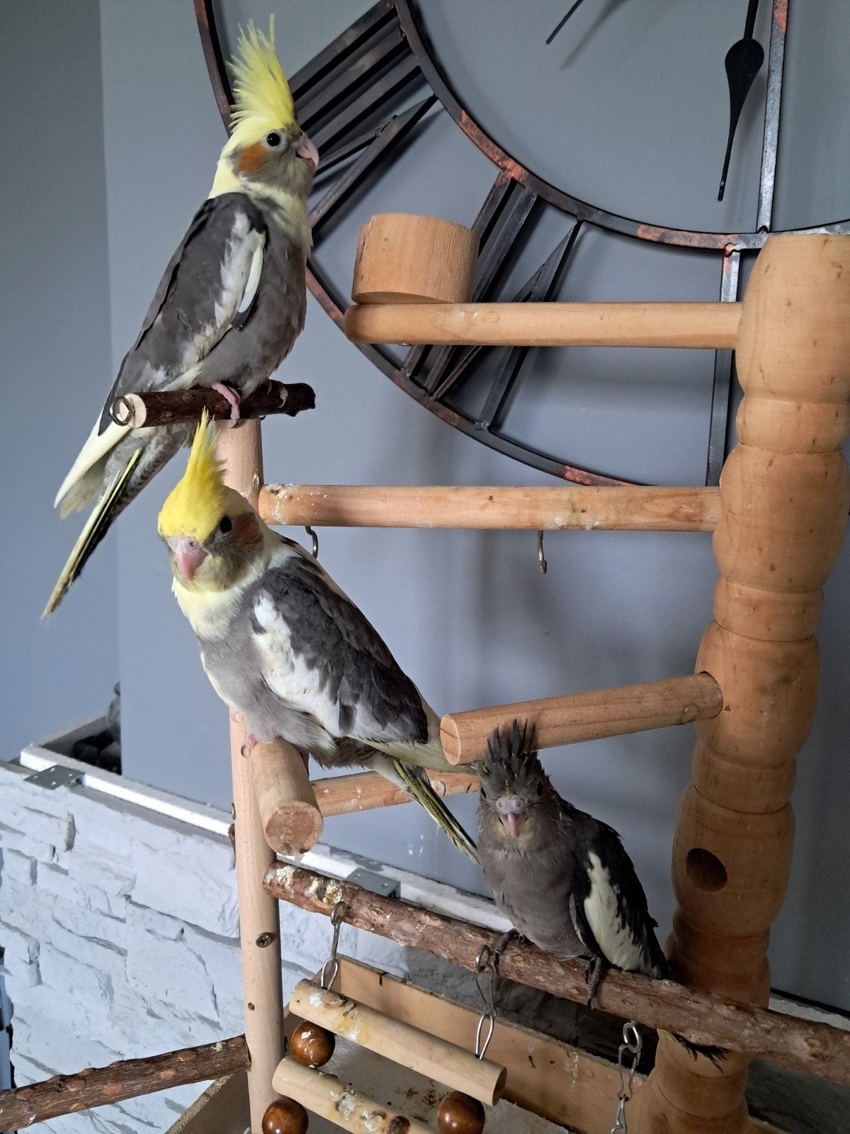 2  tamme valkparkieten met dna certificaat., Animaux & Accessoires, Oiseaux | Perruches & Perroquets, Perruche, Plusieurs animaux