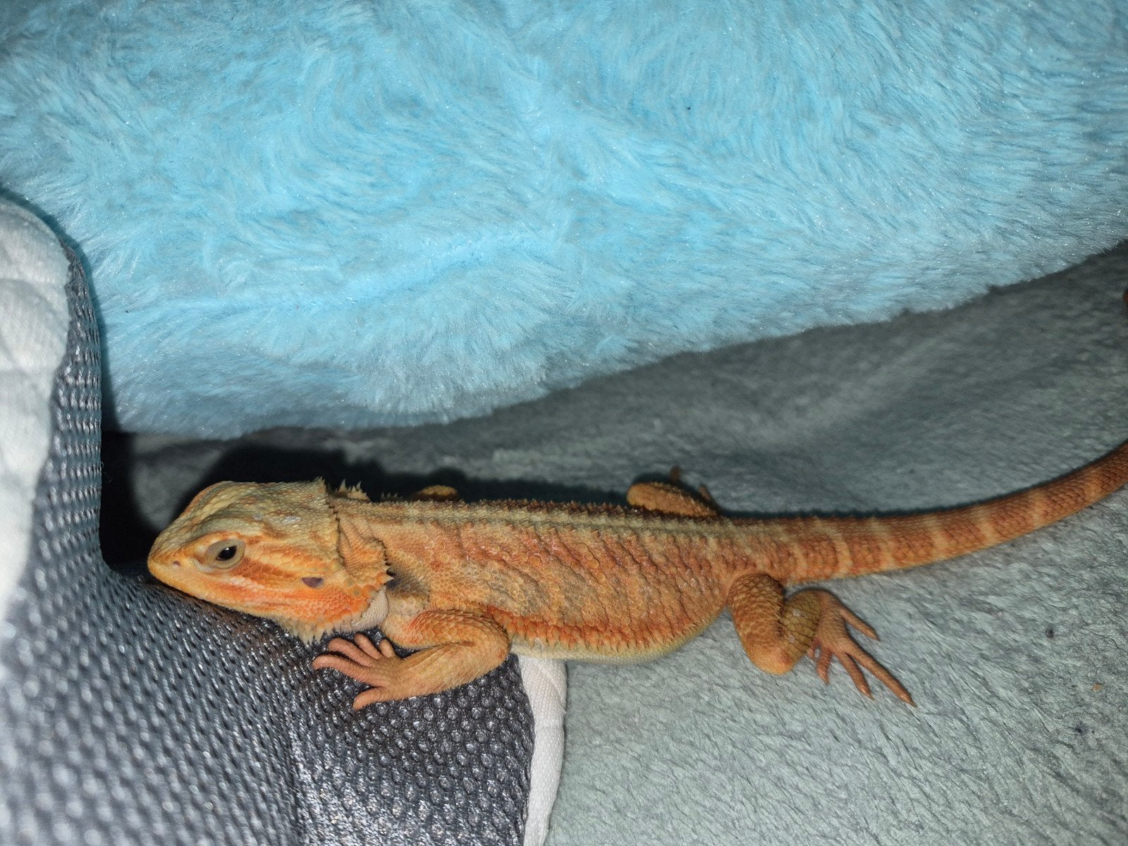 pogona plus terrarium et accessoires, Enlèvement, Neuf, Terrarium ou Paludarium