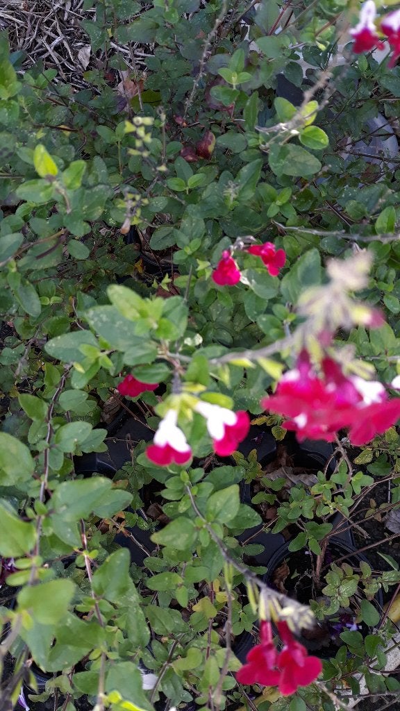 Salvia Hot Lips   16 planten voor 10 €, Jardin & Terrasse, Plein soleil, Enlèvement, Plante fixe, Été