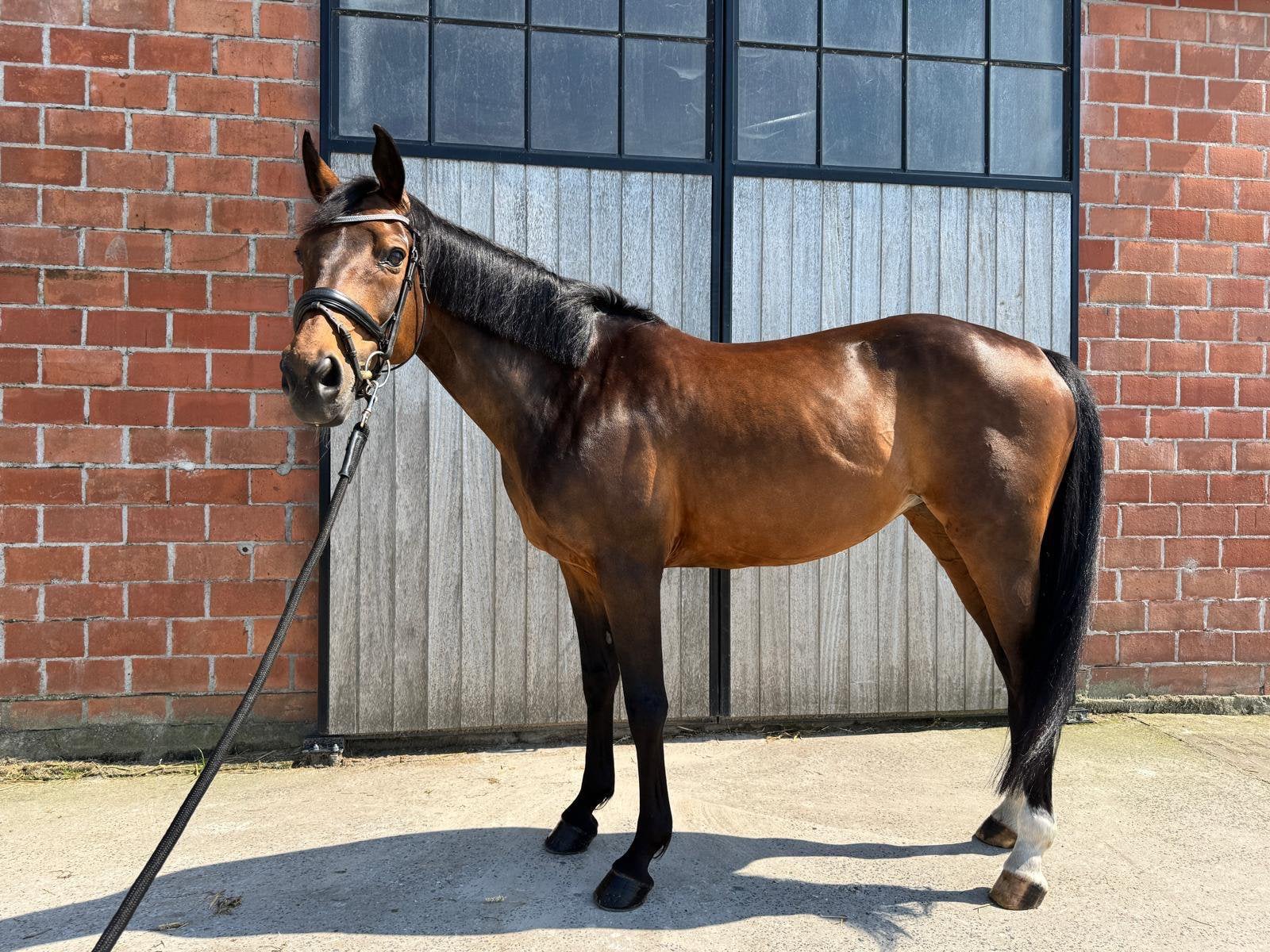 Recreatie paard te koop, Merrie, Met stamboom, 11 jaar of ouder, Recreatiepaard