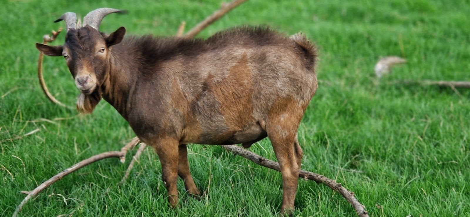 Prachtige maanvlek dwergbok., Dieren en Toebehoren, Mannelijk, Geit, 0 tot 2 jaar