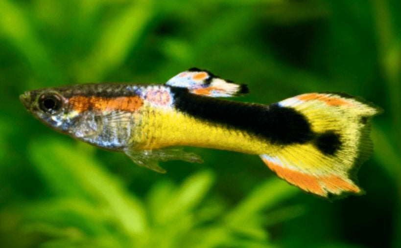 Golden SaddleBack Endler per koppel, Vis, Zoetwatervis, Schoolvis