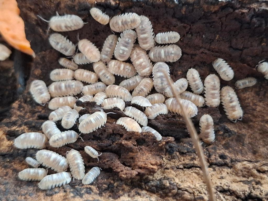 Isopods - Armadillidium espanyoli marbleized, Dieren en Toebehoren, Overige soorten