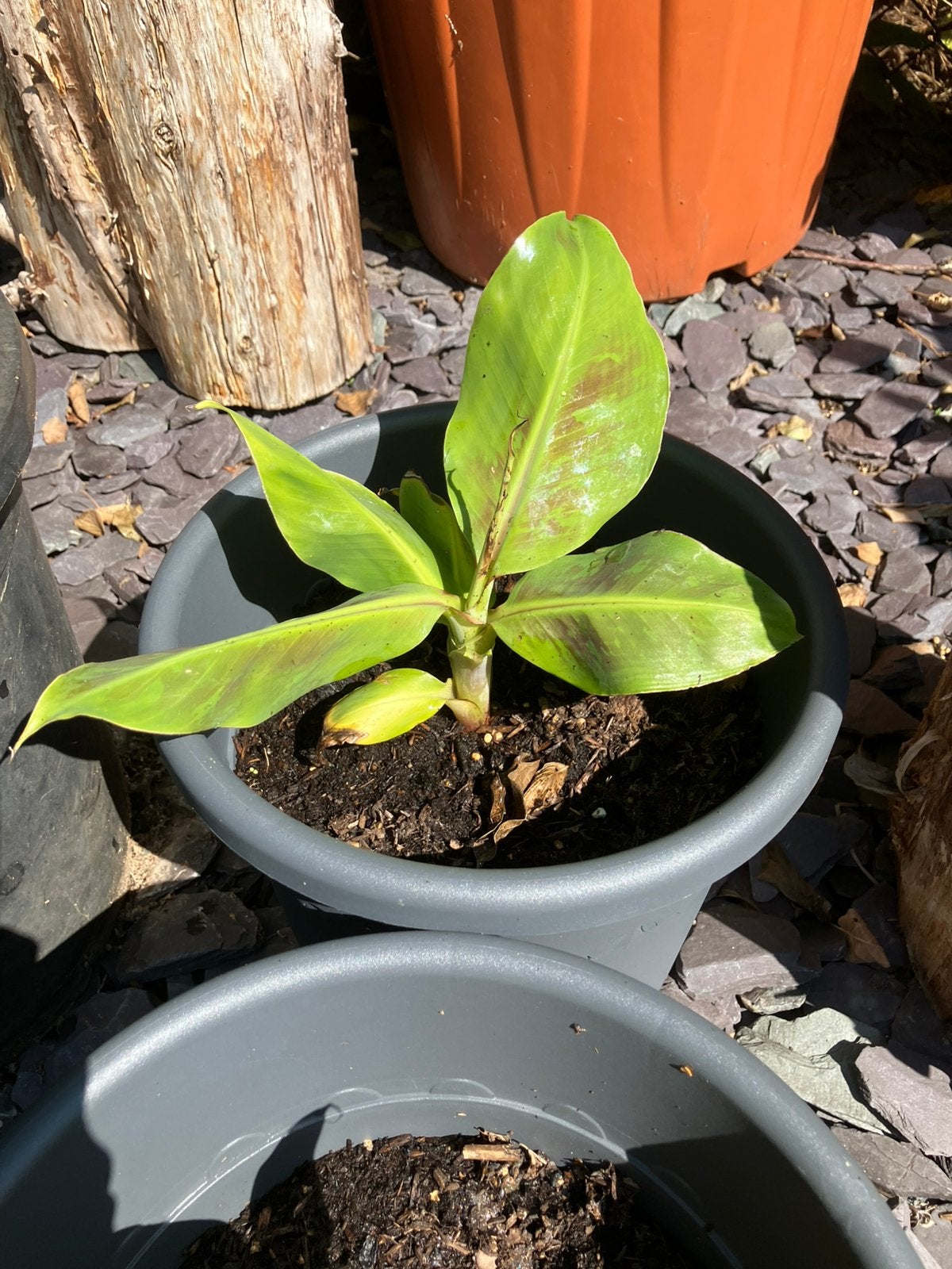 Musa dwarf bananenplant zie beschrijving onderaan, Ophalen