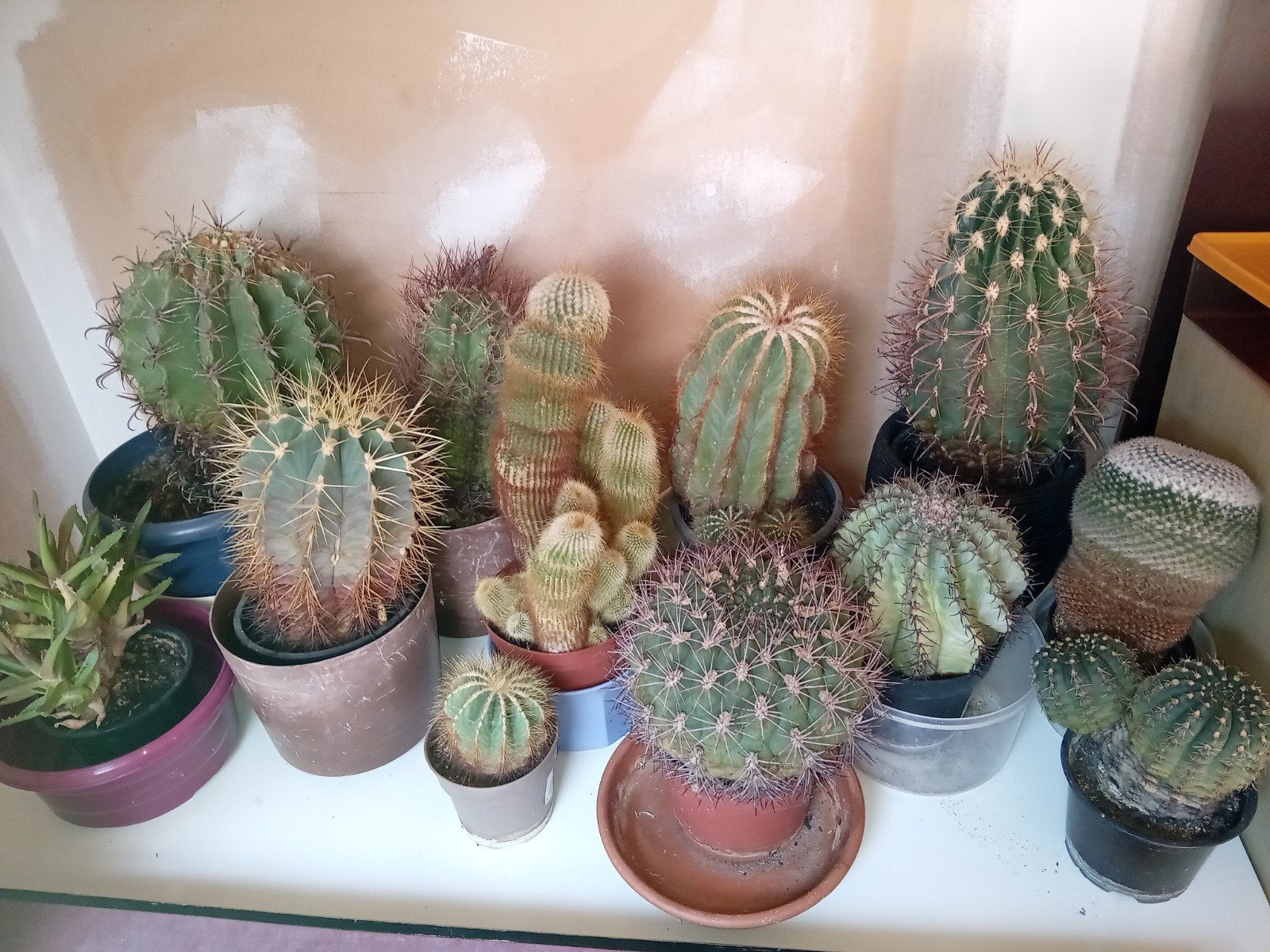 Cactussen in verschillende formaten- graag het hele lot, Enlèvement