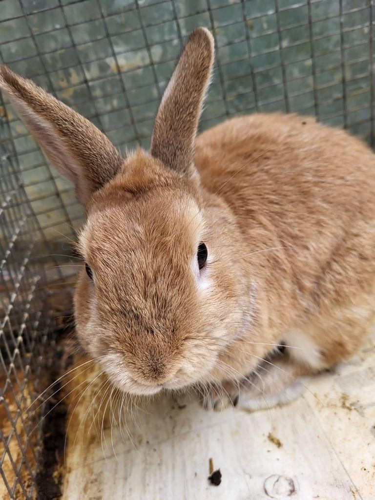 Dwergkonijn, Dieren en Toebehoren, Konijnen