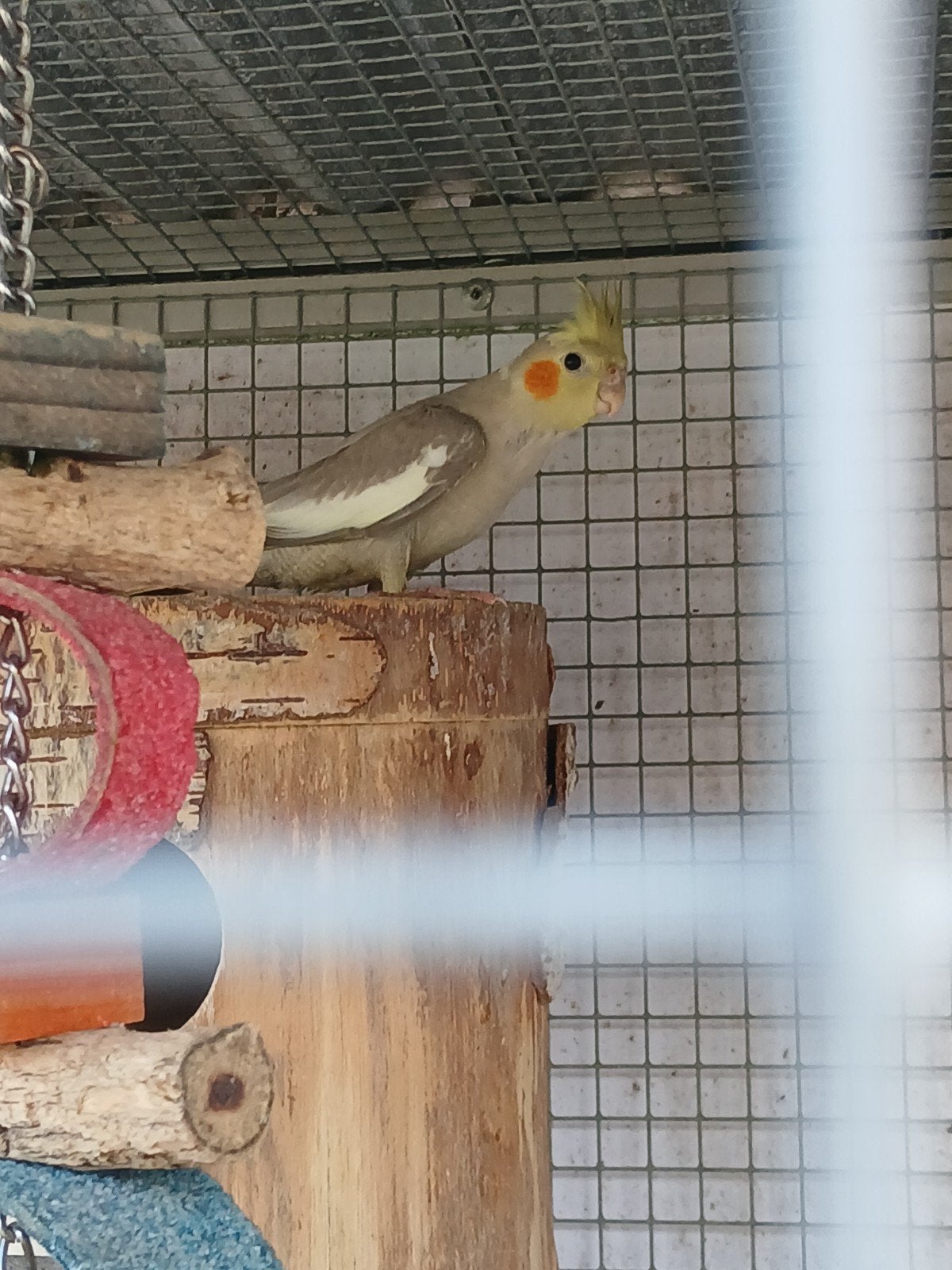 Jonge valkparkieten, Dieren en Toebehoren, Geslacht onbekend