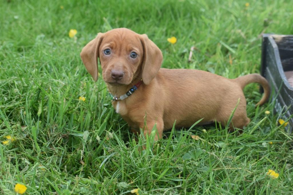 Teckel pups direct beschikbaar, Dieren en Toebehoren, België, 8 tot 15 weken, Korthaar, Dwerg