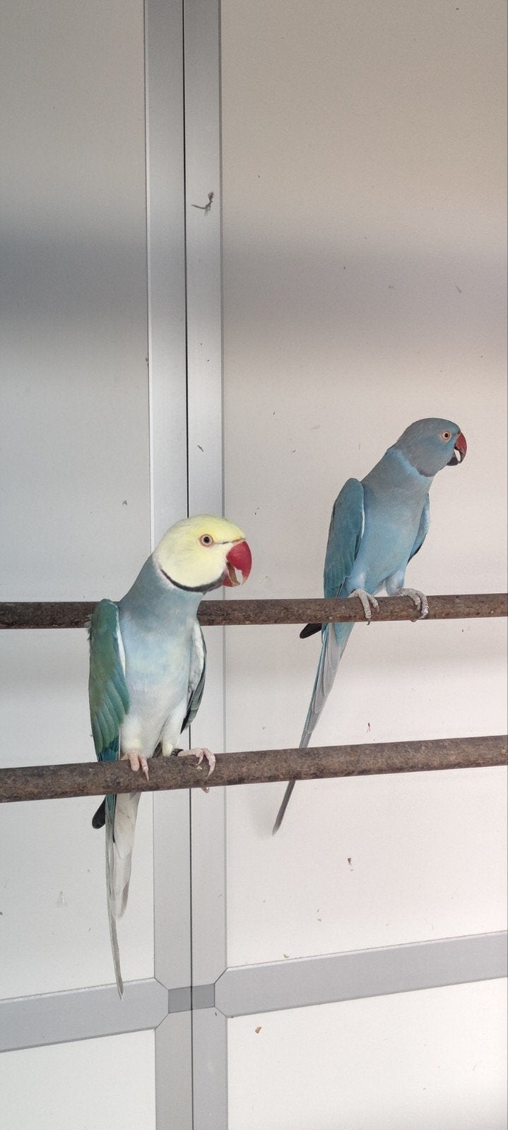 perruches à collier, Animaux & Accessoires, Plusieurs animaux, Perruche, Bagué