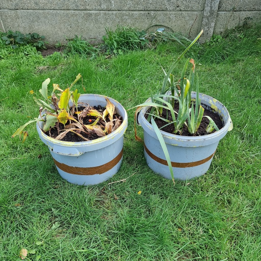 Meiklokjes OF Irissen in grote kweekpot 3€/pot, 5€ allebei, Ophalen of Verzenden, Vaste plant