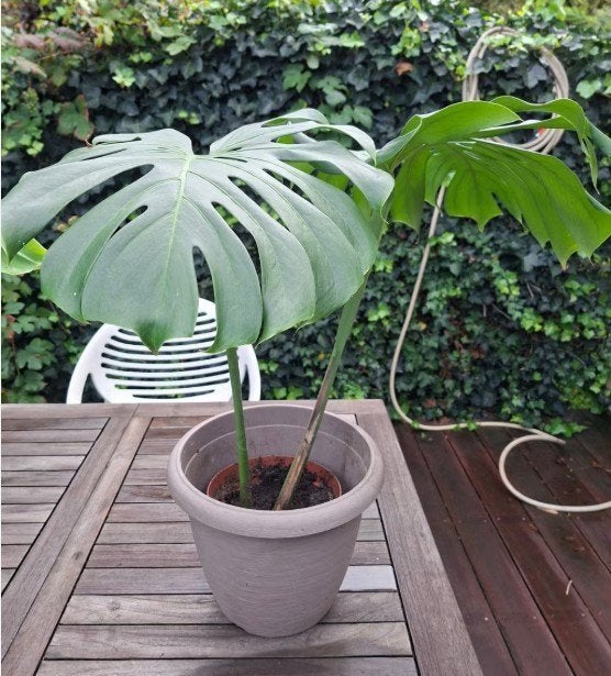 monstera, Huis en Inrichting, Ophalen, Overige soorten, In pot