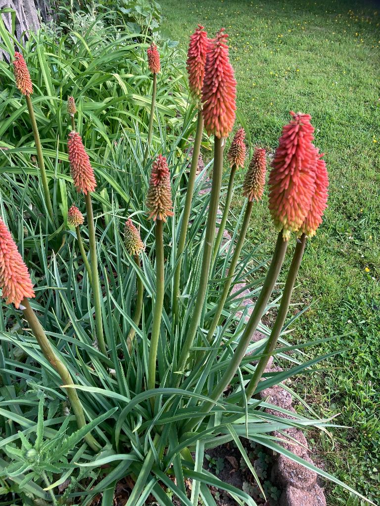 Kniphofia/vuurfakkels, Volle zon, Vaste plant, Lente, Ophalen
